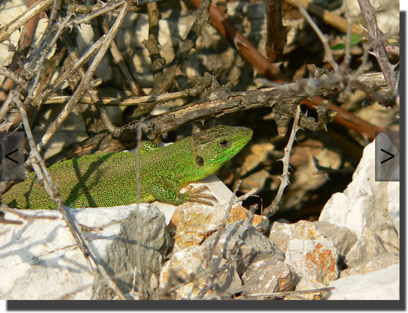 Lacerta trilineata